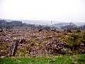 Schwarzwald nach Lothar am 29.04.04