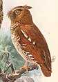 Otus alfredi (cat.)