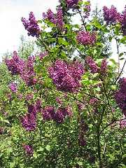 Lilac (Syringa)