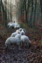 Herder die kudde door bos drijft