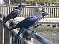 Corvus macrorhynchos (front), Corvus corone orientalis (rear); Hyogo-ken, Japan