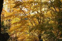 Autumn colour in Australia