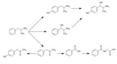 Graphic of several routes of amphetamine metabolism