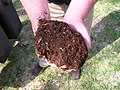 Compost