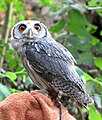 Ptilopsis leucotis (cat.)