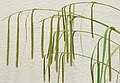 Carex pendula