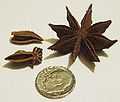 star Anise (Illicium verum)
