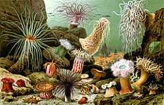 Thumbnail for File:Actiniaria.jpg