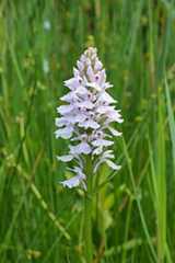 Dactylorhiza maculata (Heath Spotted-orchid)