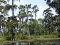 Bald Cypress in the swamps of southern Louisiana Cyprès chauve dans les bayoux du sud de la Louisiane
