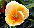 Pansy is a symbol of freethought.