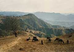 Near Chipling on Helambu trek