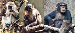 three primates possible sources of HIV