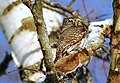 Glaucidium passerinum (cat.)