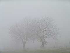 Trees in the fog