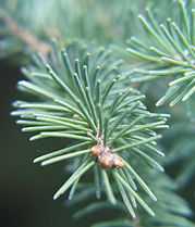 needles of a spruce