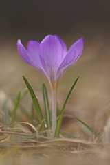 crocus (Crocus)