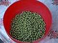 Pisum sativum