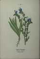 Echium vulgare plate 26 in: Wayside and woodland blossoms, 1895