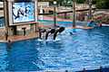 Orca dolphins performing in Shamu stadium at SeaWorld in Orlando, Florida.