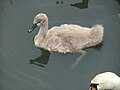 Mute swan with cygnets (Gdańsk/Poland)