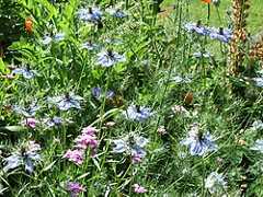 Love-in-a-mist (Nigella damascena)