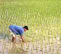 Français : Paysan travaillant dans une rizière English: Man working in ricefield 中文（简体）：​稻田中劳作的人