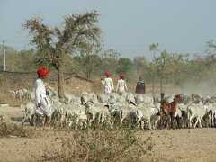 Rabari herder with sheep, Rajasthan, India