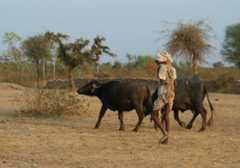 Herder with water buffalos, Rajasthan, India