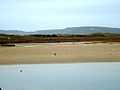 Crozon : la plage de l'Aber, recolonisation par les oiseaux, après remise en eau de l'estuaire.
