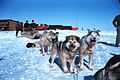 Sled dogs are useful in the Arctic.