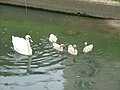 Mute swan with cygnets (Gdańsk/Poland)