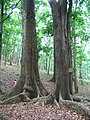 Aus Mahagoni-Holz lassen sich edle Möbel herstellen.