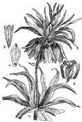 Fritillária imperiális Cesarski tulipan Illustration #136 in: Martin Cilenšek: Naše škodljive rastline, Celovec (1892)
