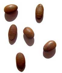 Honey locust (Gleditsia triacanthos)