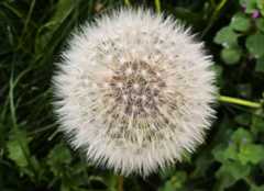 Dandelion