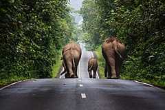 Tempat kedua: Gajah-gajah liar berjalan di atas jalan raya di kawasan Taman Negara Khao Yai. – Pengiktirafan: Khunkay (CC BY-SA 3.0)