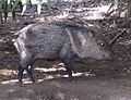 Collared Peccary (Pecari tajacu)