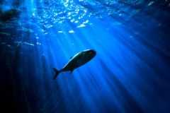 Beyond Rails Abstractions: A Dive into Database Internals