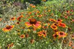 Gaillardia flowers