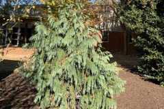 Weeping Blue Alaskan Cedar