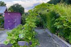 Vines grow on a trellis archway over a gravel garden path