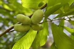 pawpaw plant