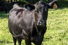 Lone angus on pasture