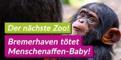 Bremerhaven: Schimpansen-Baby vom Zoo getötet – Der grausame Kreislauf der Zoos muss enden!