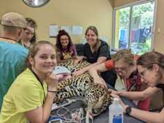 Vet Students working at the zoo in Belize.