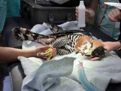 Vet Students working at the zoo in Belize