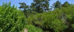 foret-1