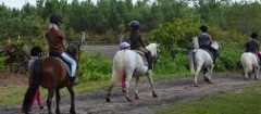 equitation