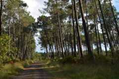 forets-recentes2016-1